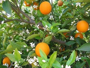 появление эфирного масла апельсина